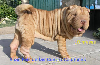 shar peis sobretipados
