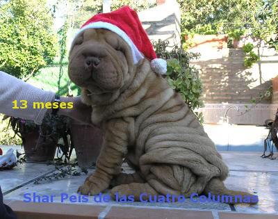 sharpei arrugado americanos
