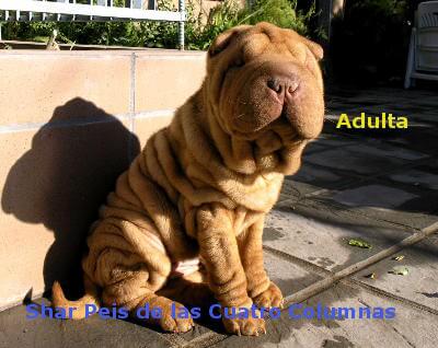 shar peis arrugados linea americana