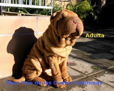 shar pei linea americana