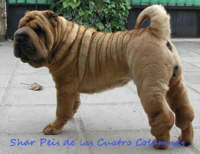 sharpei linea americana