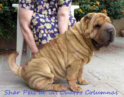 raza shar peis cachorros disponibles