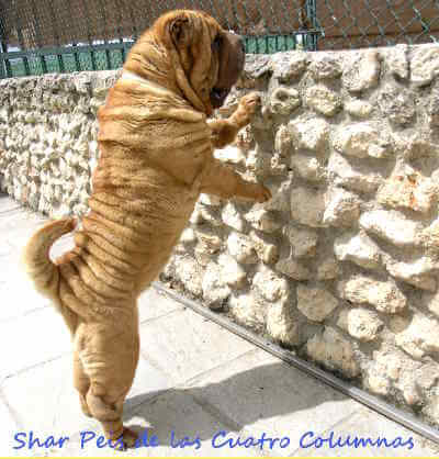 cachorro shar pei peis pey