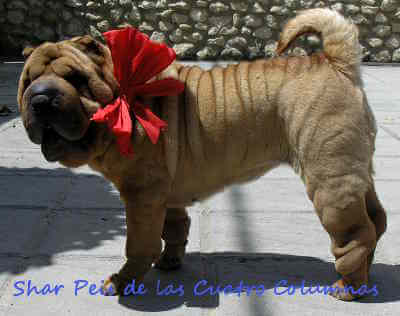 raza shar pei linea americana