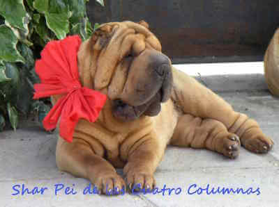 sharpei americano