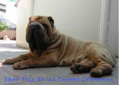 perros criadero sharpeis cuatro columnas
