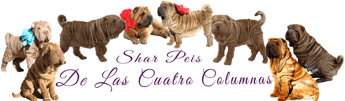 criadero shar pei cachorros venta sharpei