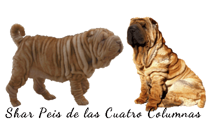 shar pei cachorros venta